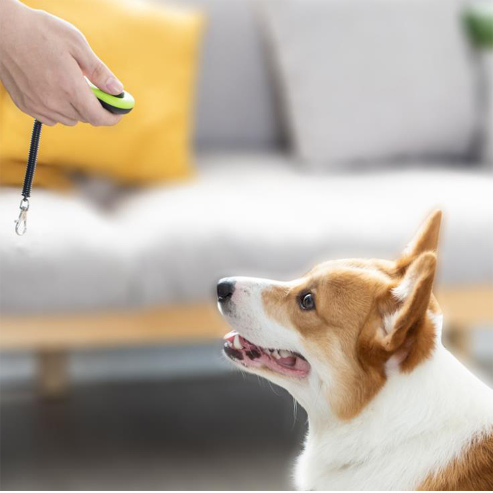 2 in 1 Dog Training Clicker wi - Training Clicker Dog review and price